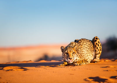 Cheetah in dunes